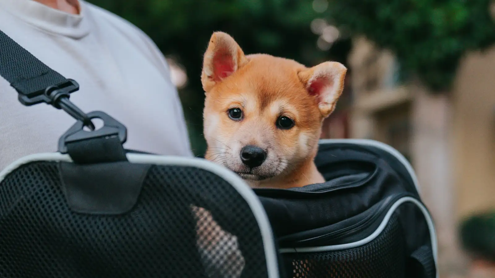 A puppy looking out of a mesh pet travel carrier held by its owner